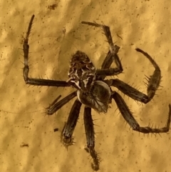 Backobourkia sp. (genus) at Numeralla, NSW - 27 Jan 2022