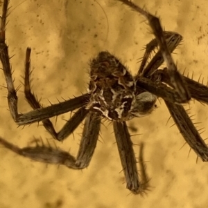 Backobourkia sp. (genus) at Numeralla, NSW - 27 Jan 2022