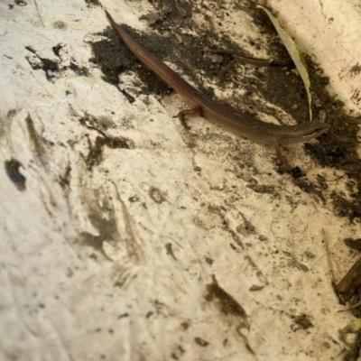 Saproscincus mustelinus (Weasel Skink) at Numeralla, NSW - 27 Jan 2022 by Steve_Bok