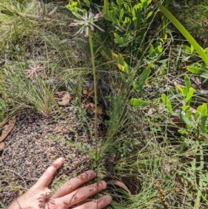 Oreomyrrhis eriopoda at Cotter River, ACT - 27 Jan 2022