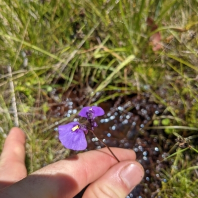 Utricularia dichotoma (Fairy Aprons, Purple Bladderwort) at Tennent, ACT - 27 Jan 2022 by WalterEgo