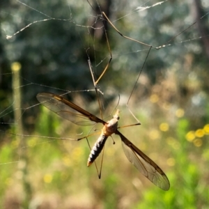 Leptotarsus (Leptotarsus) sp.(genus) at Rendezvous Creek, ACT - 27 Jan 2022