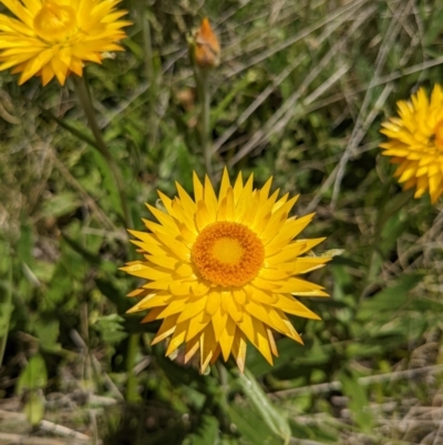 Xerochrysum subundulatum (Alpine Everlasting) at Tennent, ACT - 27 Jan 2022 by WalterEgo