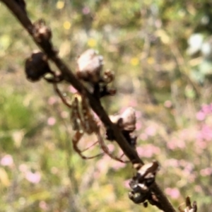 Plebs bradleyi at Rendezvous Creek, ACT - 27 Jan 2022 12:07 PM