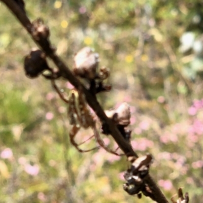 Plebs bradleyi (Enamelled spider) at Rendezvous Creek, ACT - 27 Jan 2022 by KMcCue