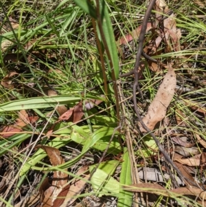 Podolepis hieracioides at Tennent, ACT - 27 Jan 2022 12:43 PM