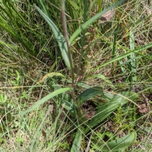 Podolepis hieracioides at Tennent, ACT - 27 Jan 2022