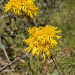 Podolepis hieracioides at Tennent, ACT - 27 Jan 2022 12:43 PM