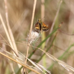 Taractrocera papyria (White-banded Grass-dart) at Wodonga, VIC - 25 Jan 2022 by KylieWaldon