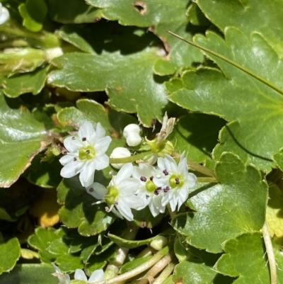 Dichosciadium ranunculaceum var. ranunculaceum (Wreath Pennywort) at Geehi, NSW - 21 Jan 2022 by Ned_Johnston