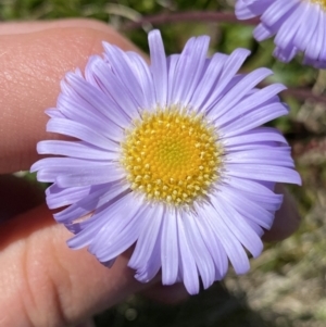 Brachyscome spathulata at Kosciuszko National Park, NSW - 21 Jan 2022