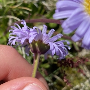 Brachyscome spathulata at Kosciuszko National Park, NSW - 21 Jan 2022