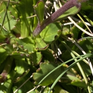 Brachyscome spathulata at Kosciuszko National Park, NSW - 21 Jan 2022