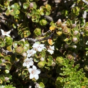 Epacris microphylla at Kosciuszko National Park, NSW - 21 Jan 2022