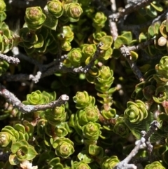 Epacris microphylla at Kosciuszko National Park, NSW - 21 Jan 2022