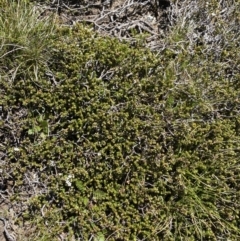 Epacris microphylla at Kosciuszko National Park, NSW - 21 Jan 2022