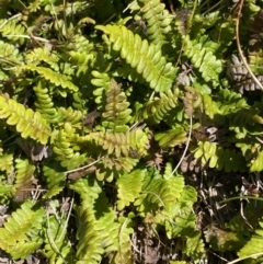 Blechnum penna-marina (Alpine Water Fern) at Kosciuszko National Park, NSW - 20 Jan 2022 by Ned_Johnston