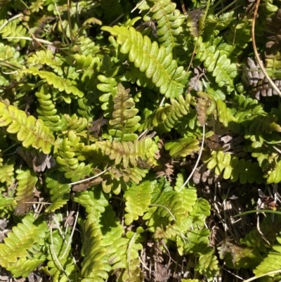 Blechnum penna-marina (Alpine Water Fern) at Kosciuszko National Park, NSW - 21 Jan 2022 by NedJohnston
