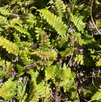 Blechnum penna-marina (Alpine Water Fern) at Kosciuszko National Park, NSW - 20 Jan 2022 by Ned_Johnston