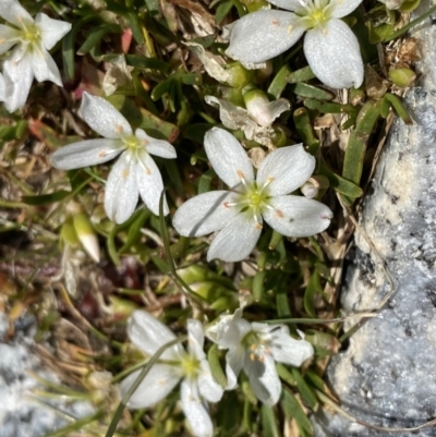 Montia australasica (White Purslane) at Kosciuszko National Park, NSW - 21 Jan 2022 by NedJohnston