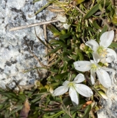 Montia australasica at Kosciuszko National Park, NSW - 21 Jan 2022