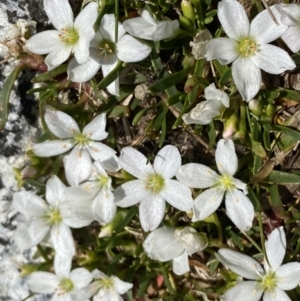 Montia australasica at Kosciuszko National Park, NSW - 21 Jan 2022