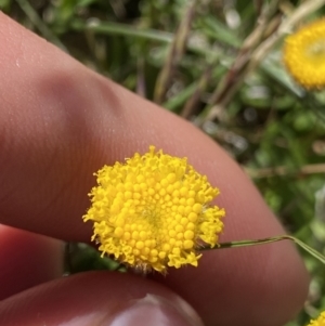 Leptorhynchos squamatus subsp. alpinus at Geehi, NSW - 21 Jan 2022