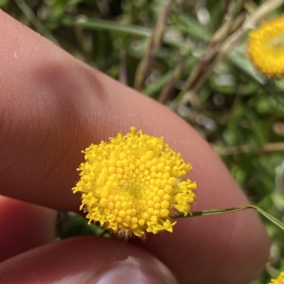 Leptorhynchos squamatus subsp. alpinus (Scaly Buttons) at Geehi, NSW - 21 Jan 2022 by NedJohnston