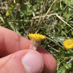 Leptorhynchos squamatus subsp. alpinus at Geehi, NSW - 21 Jan 2022