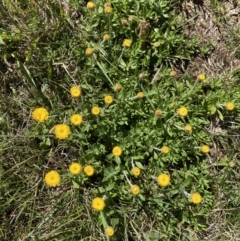 Leptorhynchos squamatus subsp. alpinus at Geehi, NSW - 21 Jan 2022