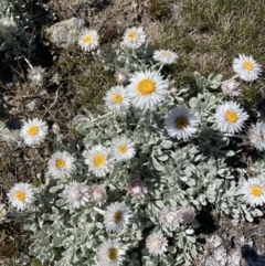 Leucochrysum alpinum (Alpine Sunray) at Kosciuszko National Park, NSW - 20 Jan 2022 by Ned_Johnston