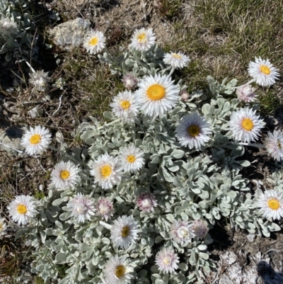 Leucochrysum alpinum (Alpine Sunray) at Kosciuszko National Park, NSW - 20 Jan 2022 by Ned_Johnston