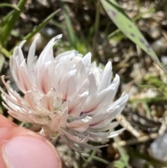 Leucochrysum alpinum at Kosciuszko National Park, NSW - 21 Jan 2022 10:25 AM