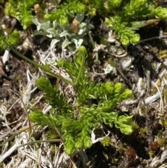 Austrolycopodium fastigiatum (Alpine Club Moss) at Kosciuszko National Park, NSW - 21 Jan 2022 by NedJohnston