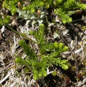 Lycopodium fastigiatum at Kosciuszko National Park, NSW - 21 Jan 2022