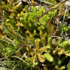 Lycopodium fastigiatum at Kosciuszko National Park, NSW - 21 Jan 2022