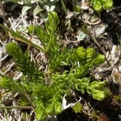 Lycopodium fastigiatum at Kosciuszko National Park, NSW - 21 Jan 2022