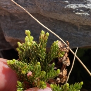 Lycopodium fastigiatum at Kosciuszko National Park, NSW - 21 Jan 2022