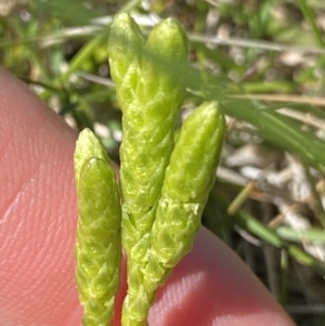 Lycopodium fastigiatum at Kosciuszko National Park, NSW - 21 Jan 2022