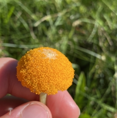 Craspedia aurantia var. aurantia (Orange Billy Buttons) at Kosciuszko National Park, NSW - 21 Jan 2022 by NedJohnston