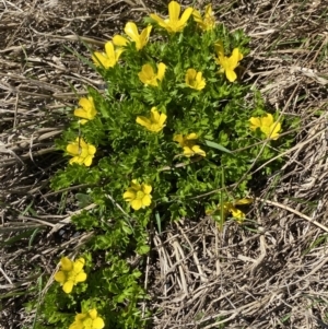 Ranunculus niphophilus at Geehi, NSW - 21 Jan 2022 10:00 AM