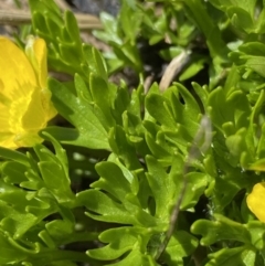 Ranunculus niphophilus at Geehi, NSW - 21 Jan 2022