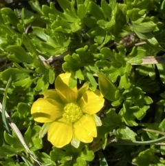 Ranunculus niphophilus at Geehi, NSW - 21 Jan 2022 10:00 AM