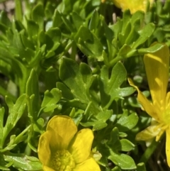 Ranunculus niphophilus at Geehi, NSW - 21 Jan 2022 10:00 AM