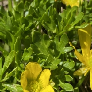 Ranunculus niphophilus at Geehi, NSW - 21 Jan 2022 10:00 AM