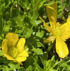 Ranunculus niphophilus at Geehi, NSW - 21 Jan 2022 10:00 AM