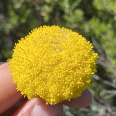 Craspedia maxgrayi (Woolly Billy Buttons) at Kosciuszko National Park, NSW - 21 Jan 2022 by NedJohnston
