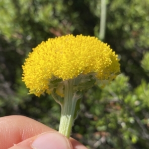 Craspedia maxgrayi at Kosciuszko National Park, NSW - 21 Jan 2022