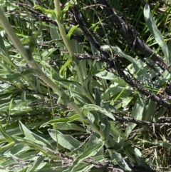 Craspedia maxgrayi at Kosciuszko National Park, NSW - 21 Jan 2022