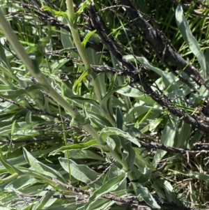 Craspedia maxgrayi at Kosciuszko National Park, NSW - 21 Jan 2022 09:59 AM